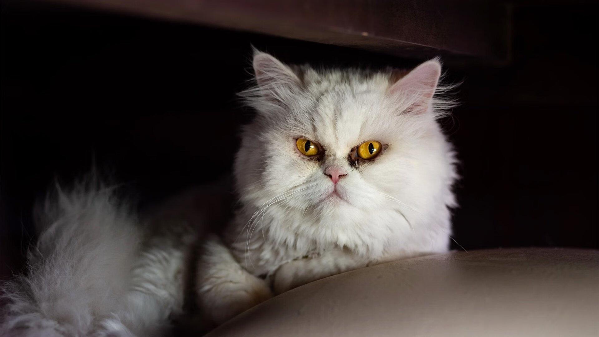 CBA球队组建青年军 未来可期，cba青年队和cuba