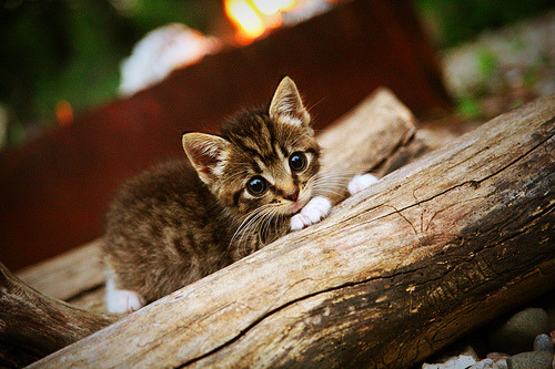 中国女篮强化肢体对抗提升篮下统治力，中国女篮战术分析