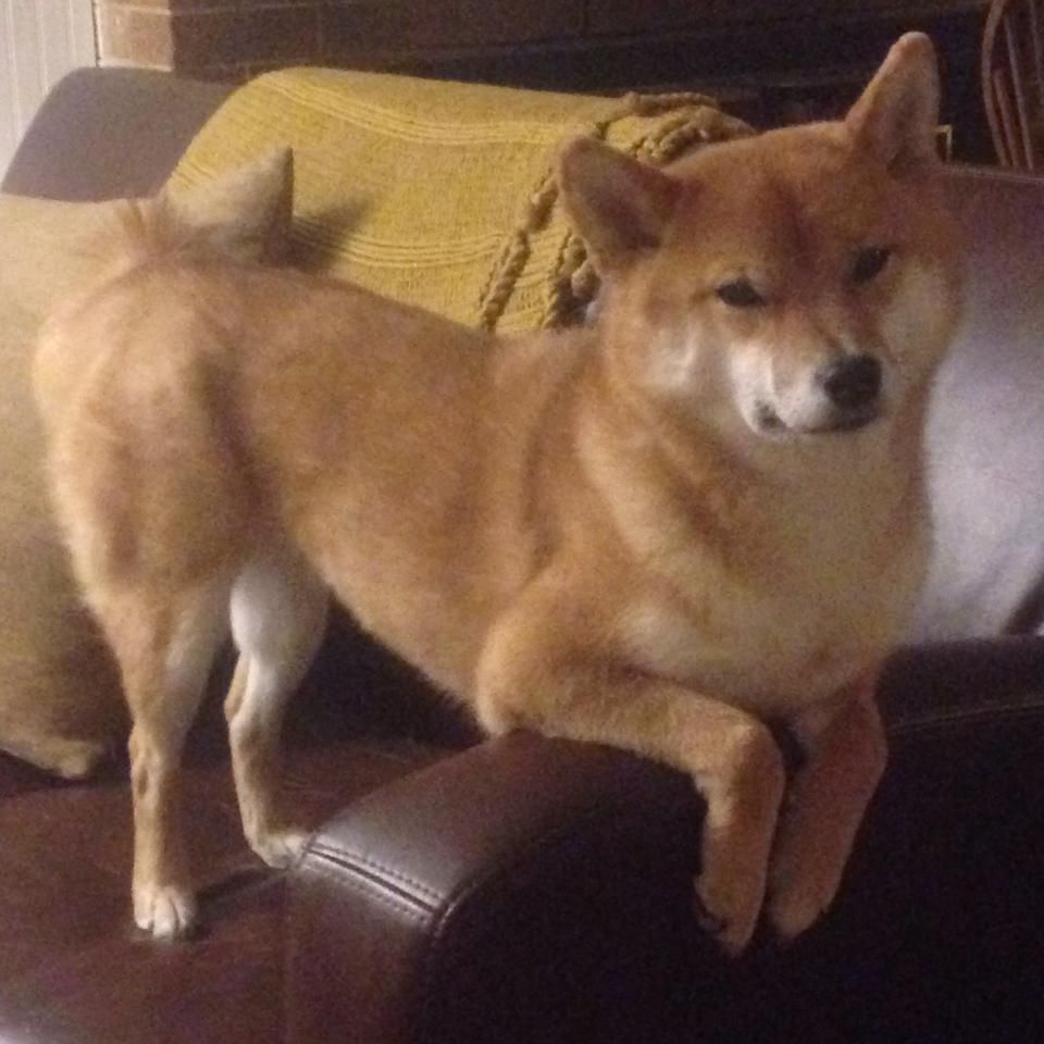 河北猛虎引进新外援锋线实力大增，河北猛虎师